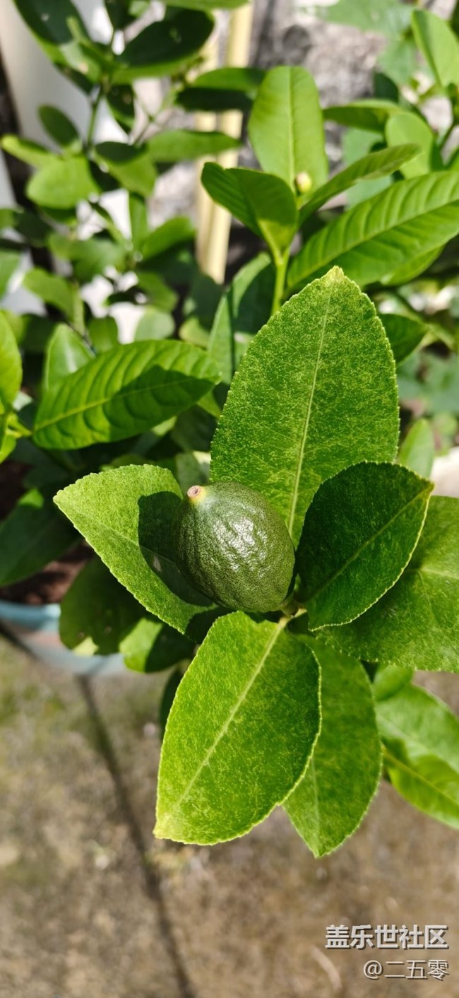 【初夏漫行】坐等豐收