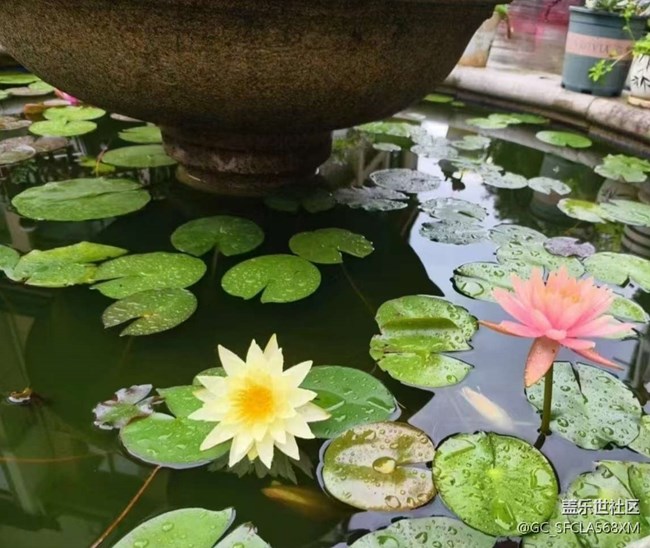 【初夏漫行】睡蓮