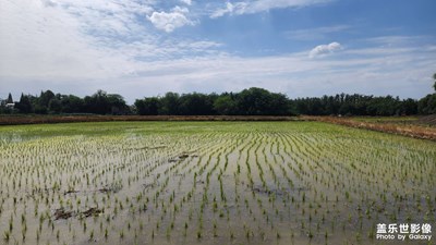 【初夏清風(fēng)】+徐堰河邊長(zhǎng)春堰小木屋喝茶吹風(fēng)