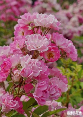 【初夏清風】薔薇盛開的夏天