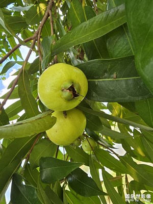 【初夏清風(fēng)】自然的野趣與生命力