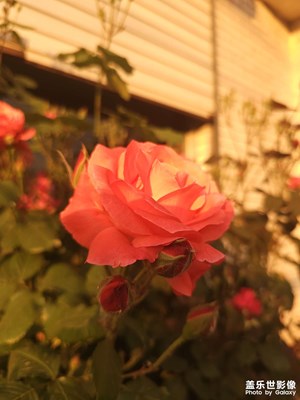 花花世界