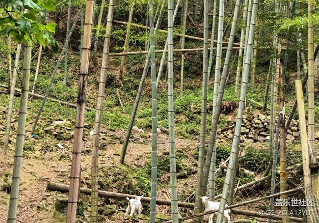 【自駕所見】進村