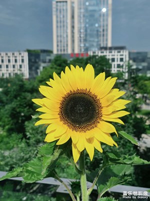 【初夏清風(fēng)】夏花