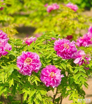 【初夏清風】花花世界