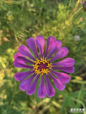 【初夏清風(fēng)】+賞花