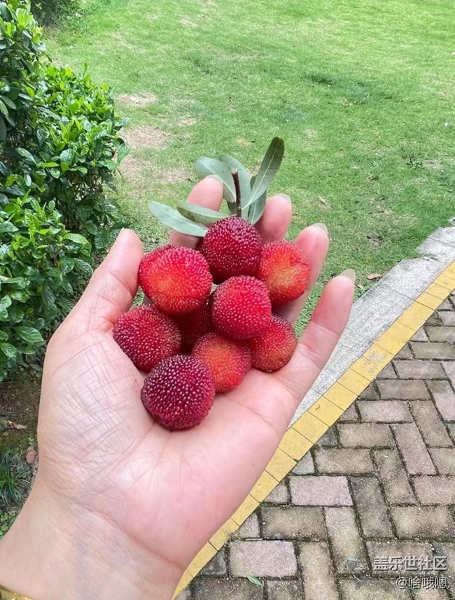 【自駕所見】摘楊梅