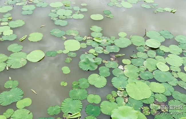 【自駕所見】濕地公園