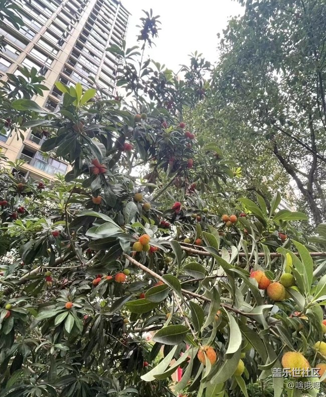 【自駕所見】摘楊梅
