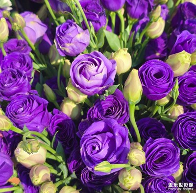 花花世界