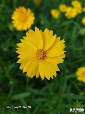 金雞菊