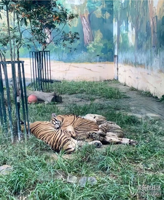 【自駕所見(jiàn)】去動(dòng)物園