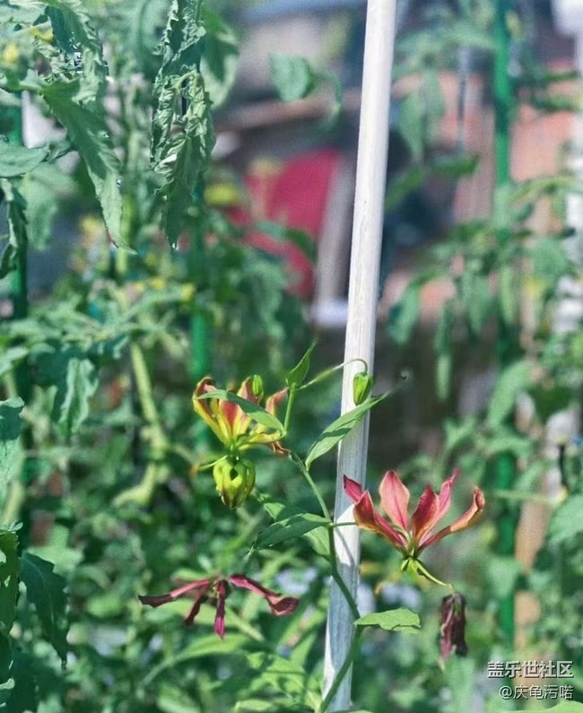 【自駕所見(jiàn)】花開(kāi)