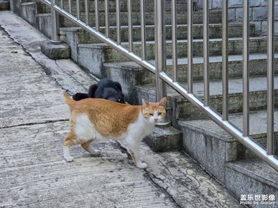 公園里總是長貓