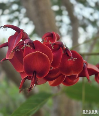 【初夏清風(fēng)】雞冠刺桐?，灼灼其華