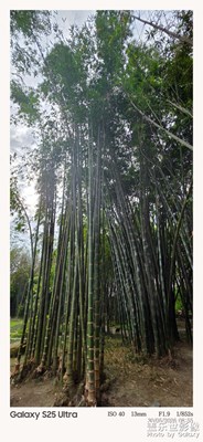 【初夏清風(fēng)】望江樓公園