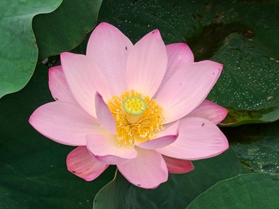 【初夏清風(fēng)】荷風(fēng)送香：夏日的嫣然