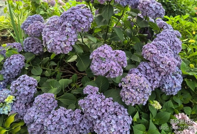 【自駕所見】花花世界