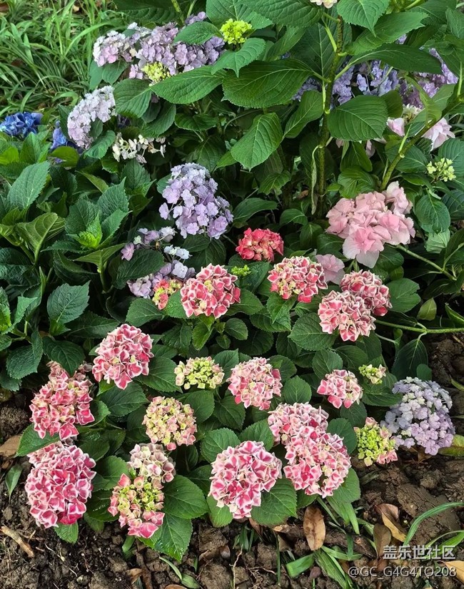 【自駕所見】花花世界