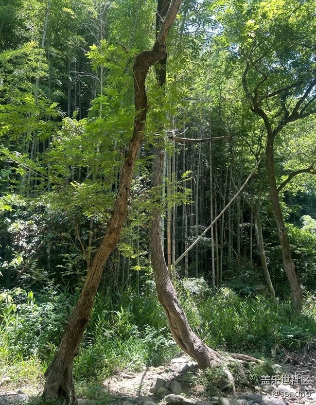 【自駕所見】夏日戶外