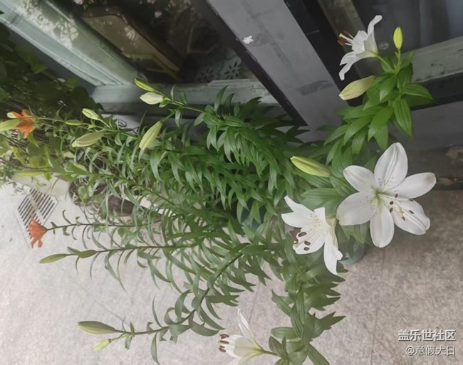 【自駕所見(jiàn)】花開(kāi)滿