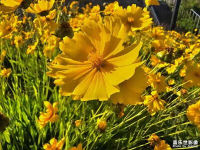 【初夏清風(fēng)】初夏的那些花兒