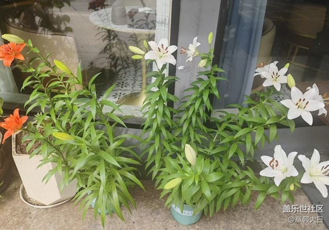 【自駕所見(jiàn)】花開(kāi)滿