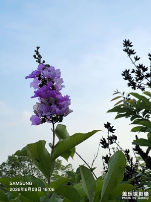 【一城一景】紫薇花開正半夏