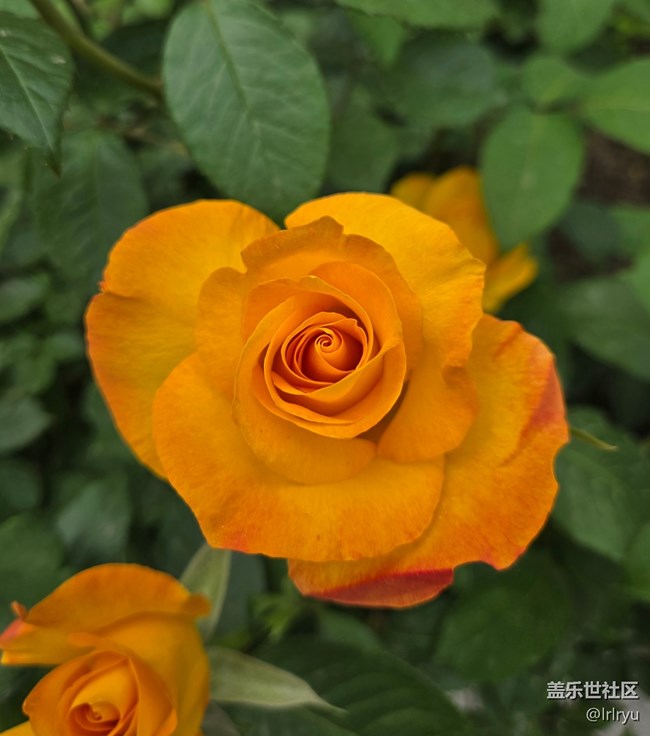 【那年夏天】夏日花趣
