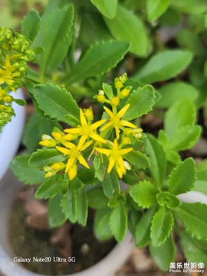 費(fèi)菜