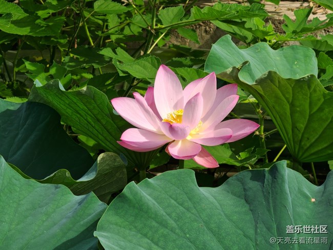 【那年夏天】荷風(fēng)拂面心自安