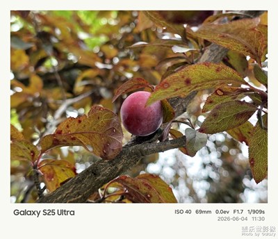 【一城一景】+紅李綴枝，夏果初成