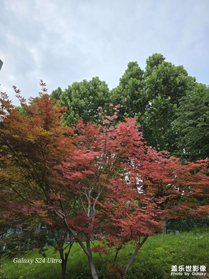 清晨入古寺