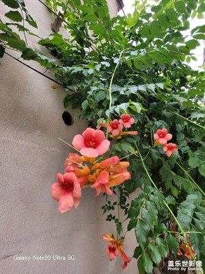 凌霄花