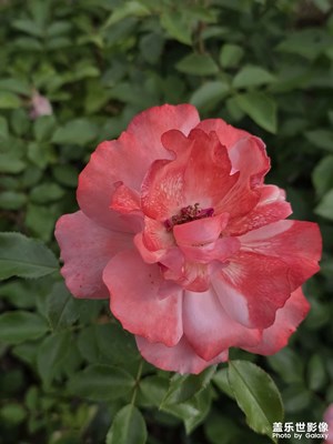 鮮花盛開