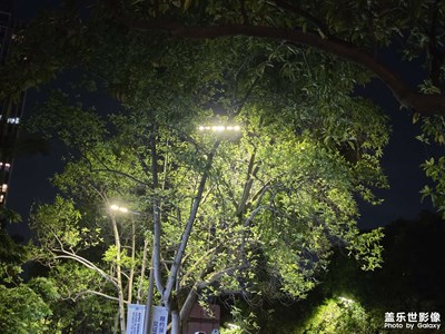 路燈樹影