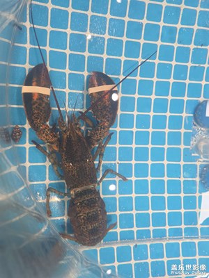 海鮮自助