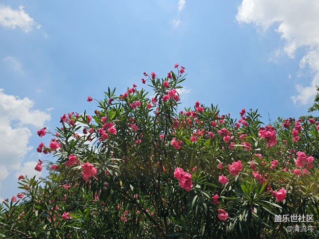 【初夏序曲】彩色植物