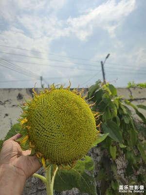 以前小時(shí)候偷果那批人 長(zhǎng)大回來(lái)了