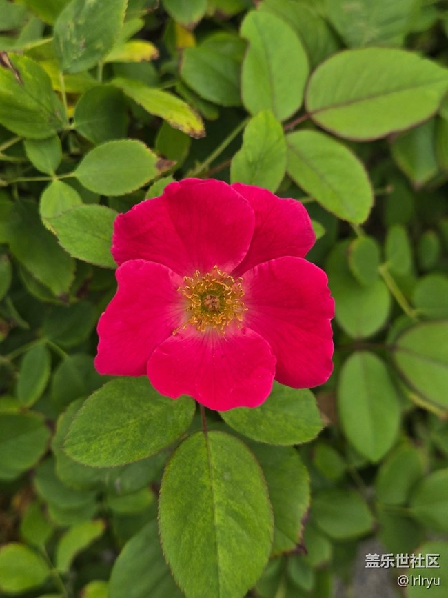 【晴日漫行】花相隨