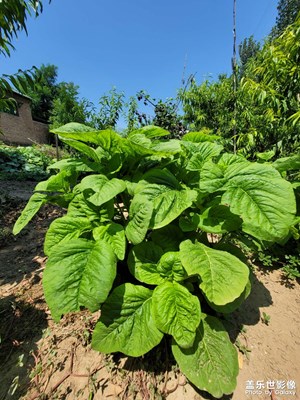 莧菜