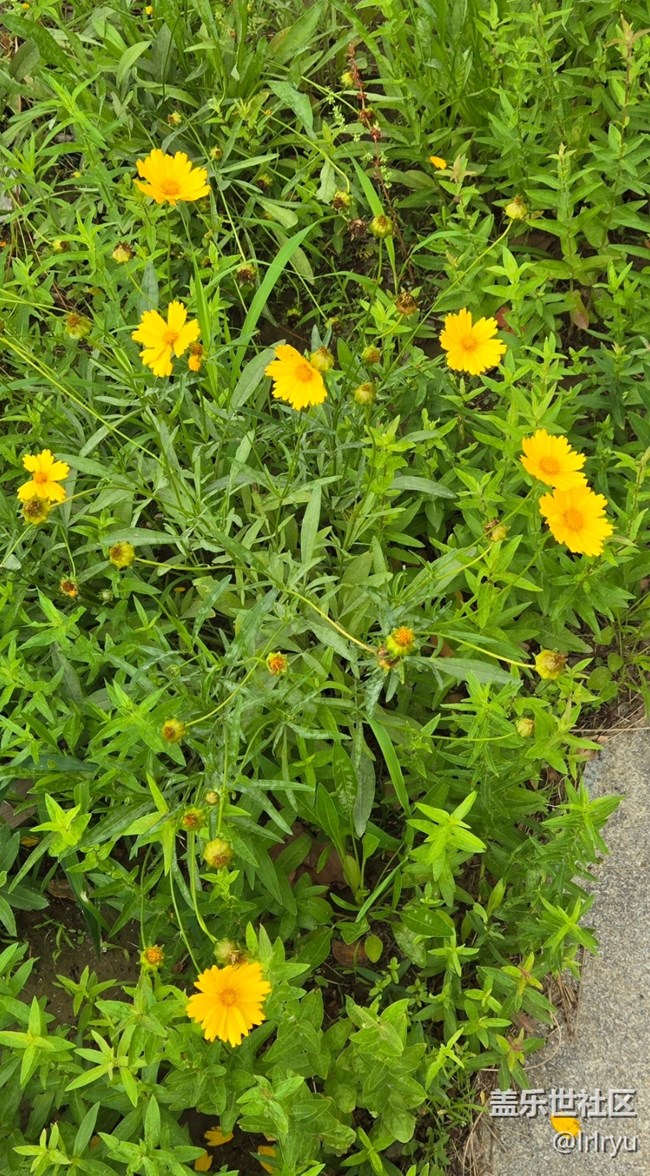 【晴日漫行】花相隨