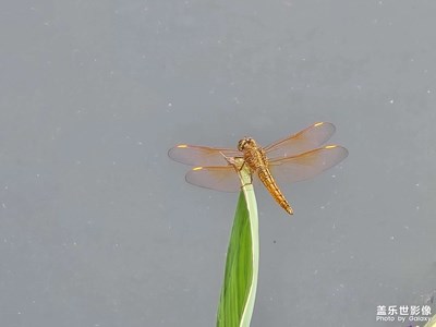 拍拍樂