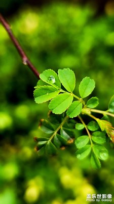 雨后小清新