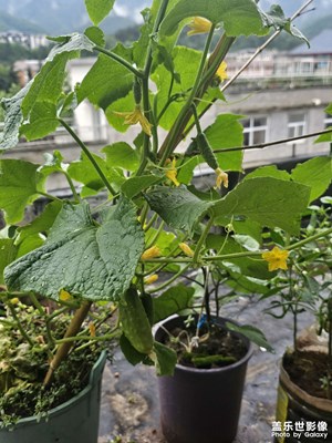 山居閑種，瓜果漸長，雨潤新綠，歲歲安閑。