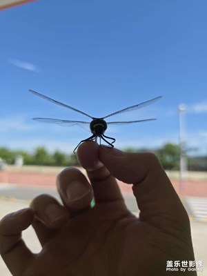 蜻蜓