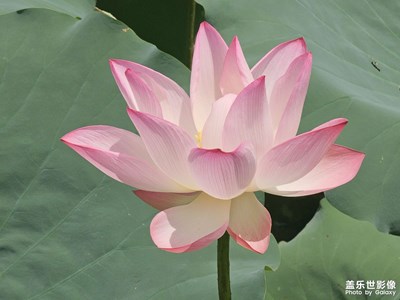 【時(shí)光剪影】來看荷花