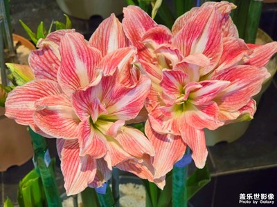 【時光剪影】+花花世界