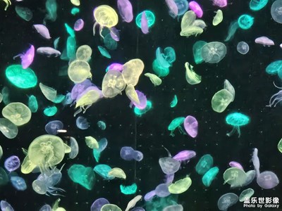海洋館的水母