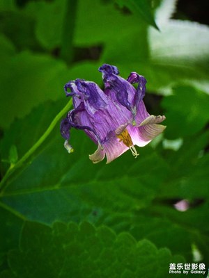 【時光剪影】花開花落